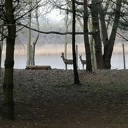 度假居 Swietna Nad Jeziorem Swietne