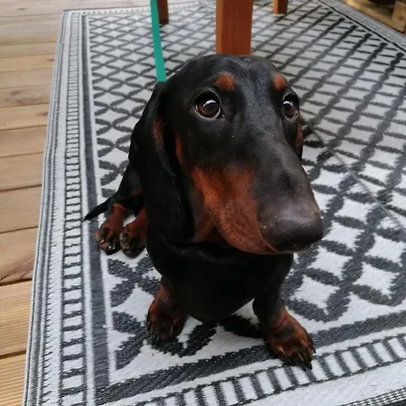 Swietna Nad Jeziorem 度假居