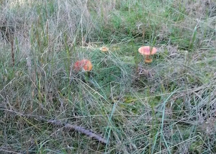 別荘 Swietna Nad Jeziorem *