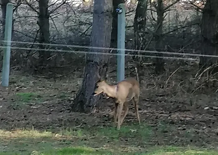 Swietna Nad Jeziorem 別荘