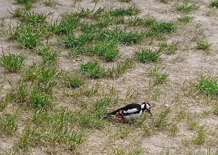 Swietna Nad Jeziorem 別荘 Świętne
