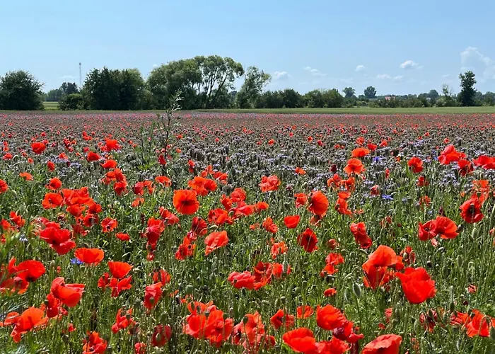 Swietna Nad Jeziorem